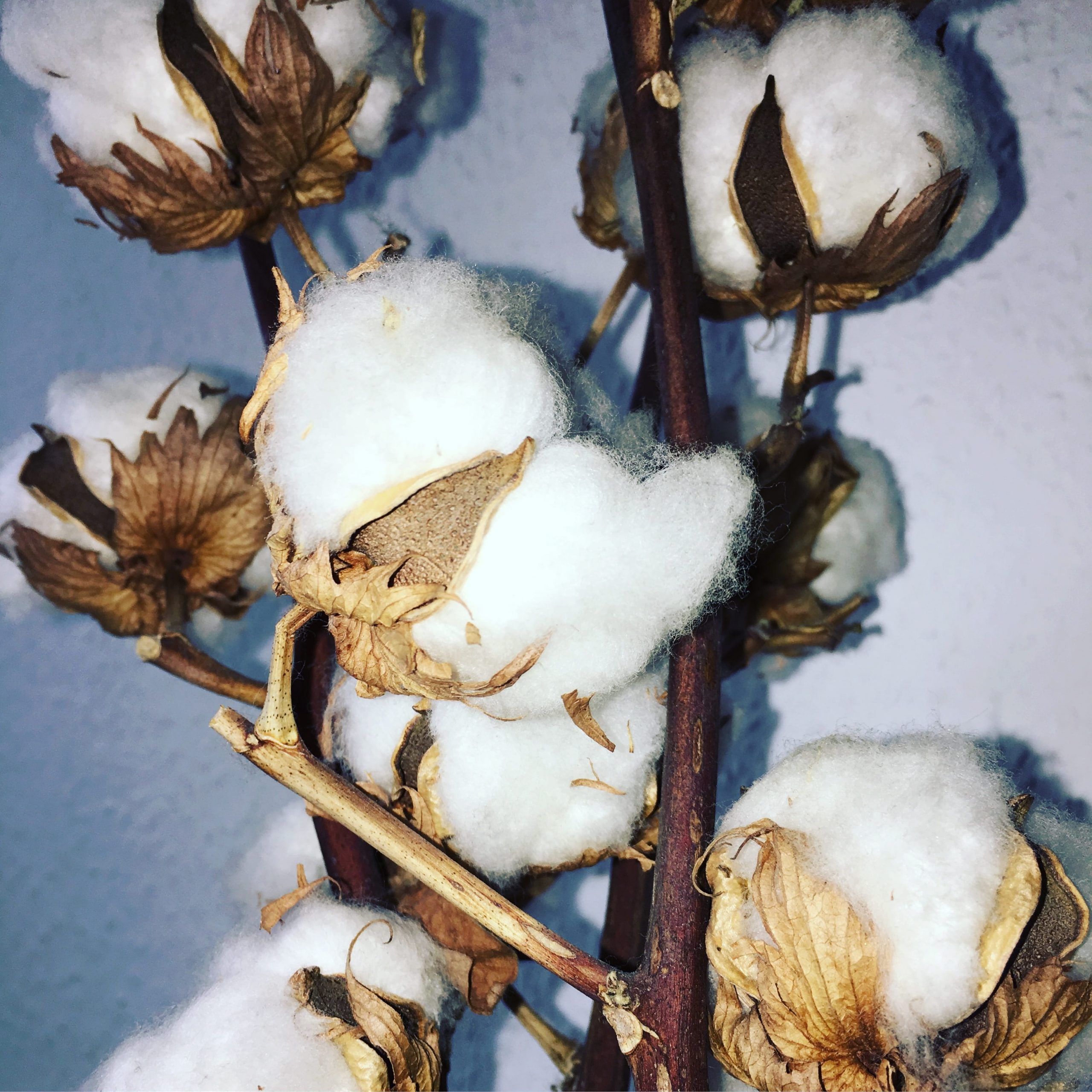 cotton, cotton plant, recycled cotton, recycled fabric, sustainable fabric, natural fabric